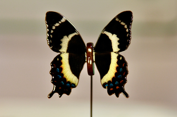 木製蝶々標本ブローチ【ガラマスアゲハ】Papillo garamas ssp.electryon 1枚目の画像