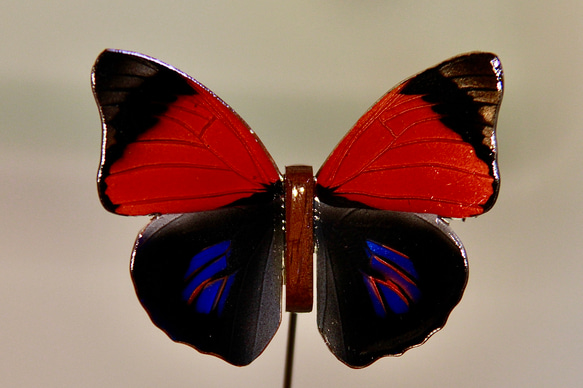 木製蝶々標本ブローチ【サルケイミイロタテハ】Agrias sahlkei ♂ 1枚目の画像