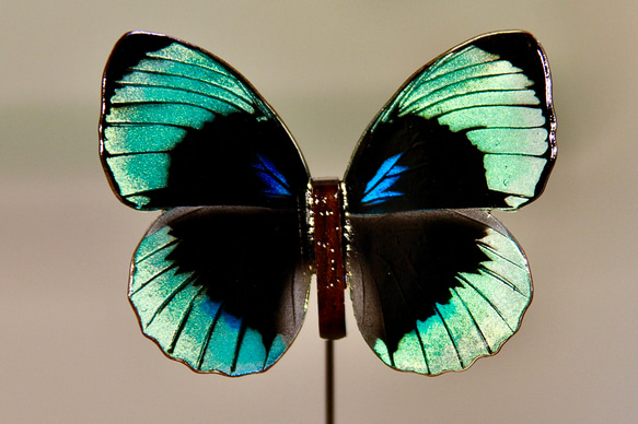 木製蝶々標本ブローチ【ベアタミイロタテハ】Agrias beatifica beata♀ 1枚目の画像