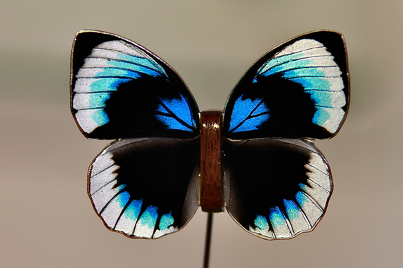 木製蝶々標本ブローチ【ベアタミイロタテハ】Agrias beatifica  beata ♀ 1枚目の画像
