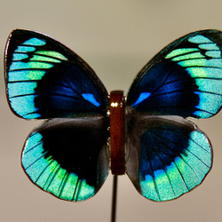 オオムラサキ ブローチ オオムラサキ蝶ブローチ＆ネックレストップ / 千葉県船橋市