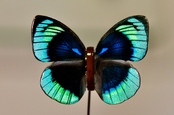 木製蝶々標本ブローチ【ステュアルティミイロタテハ】Agrias beatifica stuarti ♂ 1枚目の画像