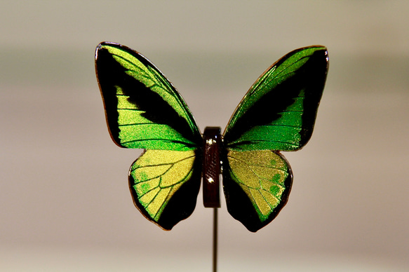 木製蝶々標本ブローチ【ゴライアストリバネアゲハ】Ornithoptera goliath 1枚目の画像