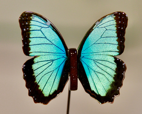 木製蝶々標本ブローチ【グラナデンシスモルフォ】 Morpho 木製蝶々標本ブローチ【グラナデンシスモルフォ】 Morpho