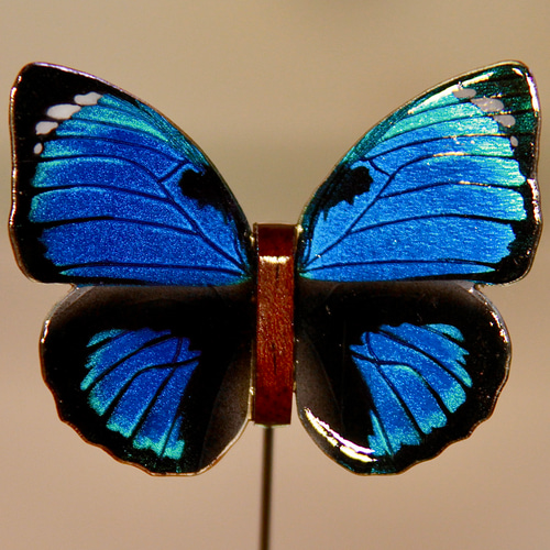 木製蝶々標本ブローチ【ファルキドンミイロタテハ】Agrias phalcidon