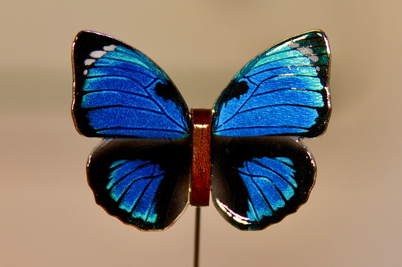 木製蝶々標本ブローチ【ファルキドンミイロタテハ】Agrias phalcidon ♂ 1枚目の画像
