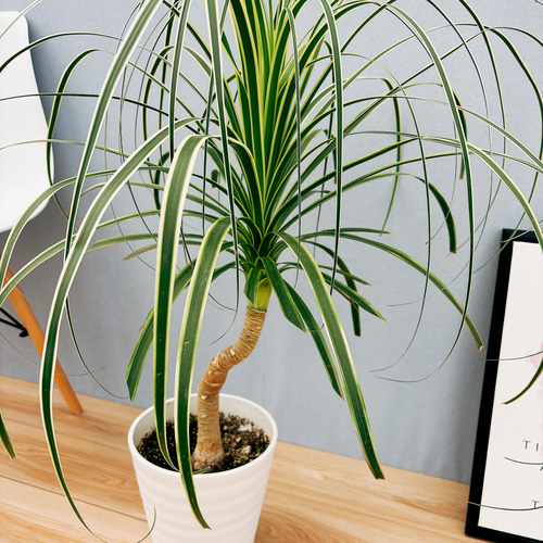 ［現品］【希少】ブコニア　レクルバータ　バリエガータ　7号　観葉植物　室内　レア 現品］☆超希少☆ ブコニア レクルバータ バリエガータ 7号 観葉植物