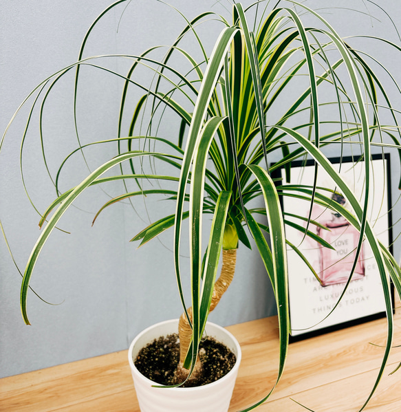 ［現品］☆超希少☆ ブコニア　レクルバータ　バリエガータ　7号　観葉植物　室内　斑入り　レア　トックリラン　コーデックス 