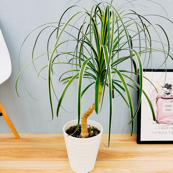 ［現品］☆超希少☆ ブコニア　レクルバータ　バリエガータ　7号　観葉植物　室内　斑入り　レア　トックリラン　コーデックス 