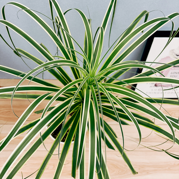 ［現品］☆超希少☆ ブコニア　レクルバータ　バリエガータ　7号　観葉植物　室内　斑入り　レア　トックリラン　コーデックス 