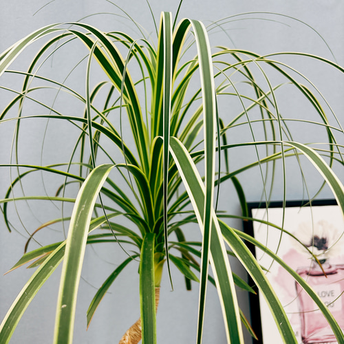［現品］【希少】ブコニア　レクルバータ　バリエガータ　7号　観葉植物　室内　レア 現品］☆超希少☆ ブコニア レクルバータ バリエガータ 7号 観葉植物