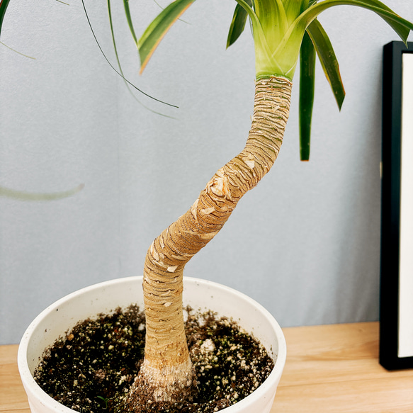 ［現品］☆超希少☆ ブコニア　レクルバータ　バリエガータ　7号　観葉植物　室内　斑入り　レア　トックリラン　コーデックス 