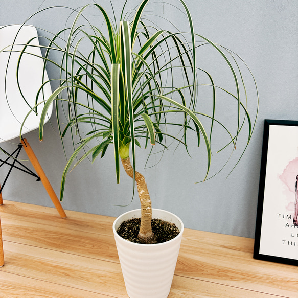 ［現品］☆超希少☆ ブコニア　レクルバータ　バリエガータ　7号　観葉植物　室内　斑入り　レア　トックリラン　コーデックス 