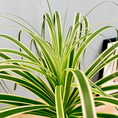 現品］☆超希少☆ ブコニア レクルバータ バリエガータ 7号 観葉植物