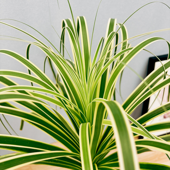 ［現品］☆超希少☆ ブコニア　レクルバータ　バリエガータ　7号　観葉植物　室内　斑入り　レア　トックリラン　コーデックス 