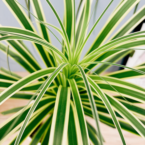 ［現品］【希少】ブコニア　レクルバータ　バリエガータ　7号　観葉植物　室内　レア 現品］☆超希少☆ ブコニア レクルバータ バリエガータ 7号 観葉植物