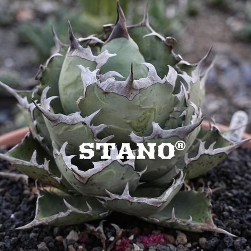 アガベ チタノタ 鳳凰 多肉植物 SAWAFARM【サワファーム】 通販