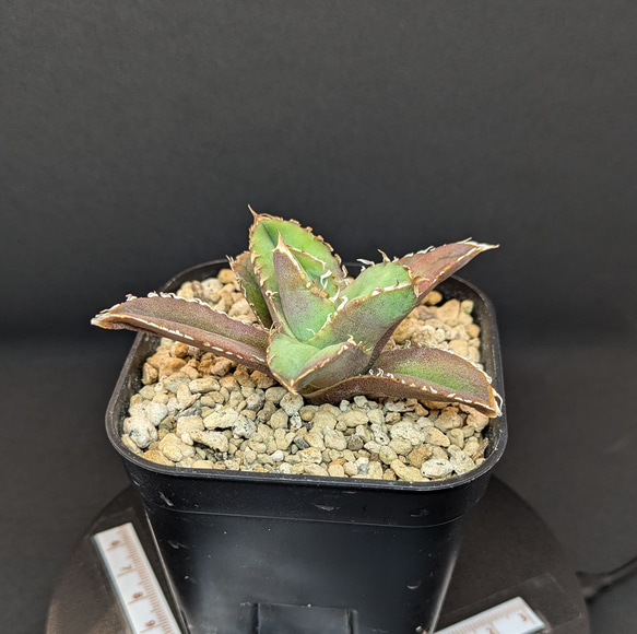 アガベ チタノタ 龍瞳 龍瞳