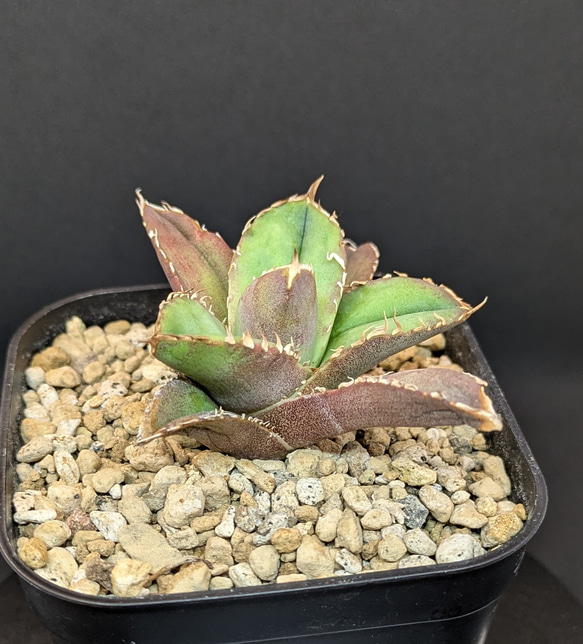 アガベ チタノタ 龍瞳 龍瞳