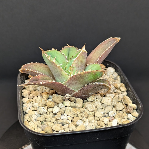 アガベ チタノタ 龍瞳