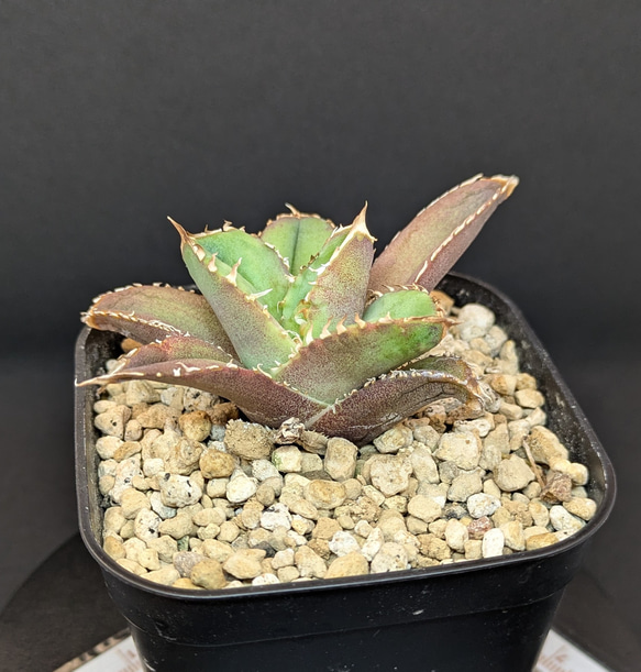 アガベ チタノタ 龍瞳 龍瞳