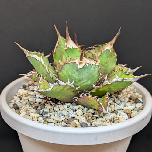 アガベ チタノタ 鬼之刃 多肉植物 SAWAFARM【サワファーム