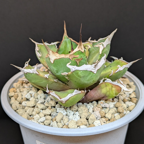 アガベ チタノタ 鬼爪 多肉植物 SAWAFARM【サワファーム】 通販