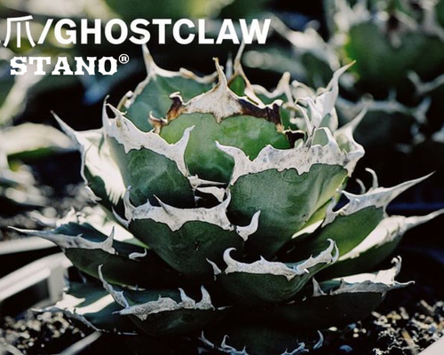 アガベ チタノタ 鬼爪 多肉植物 SAWAFARM【サワファーム】 通販