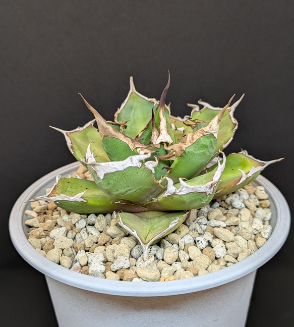 アガベ 鬼爪　親株 アガベ チタノタ 