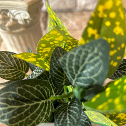 光触媒　人工観葉植物　ウォールグリーン　フェイクグリーン　3種観葉アレンジj 10枚目の画像