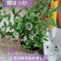 サマーポインセチア♡抜き苗 8〜20苗くらい 多肉植物 黄色い