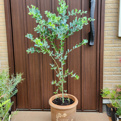 大きめ パールアカシア 苗 シンボルツリー パールアカシア 大きめ7号