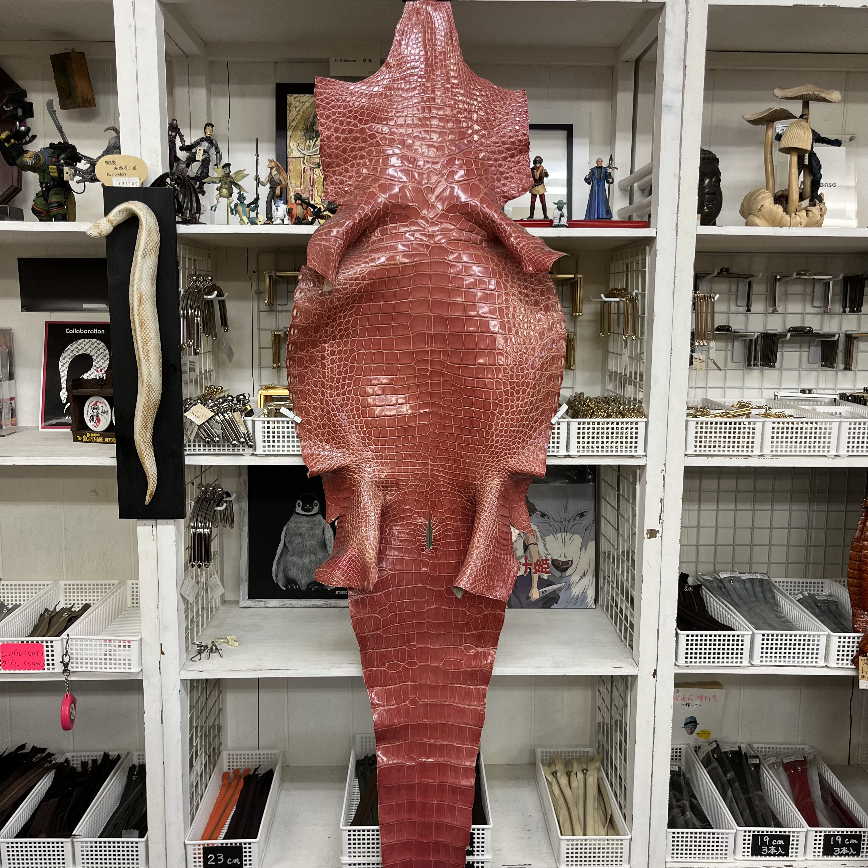 ワニ（クロコダイル）　１枚革（全長１５５㎝）　・　グレージング・ピンク