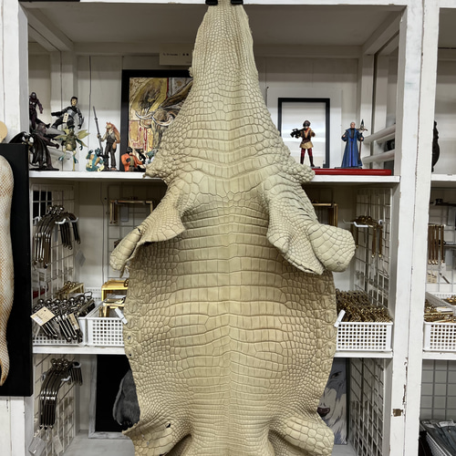 ワニ（クロコダイル） 1枚革（全長170㎝） ・ 下地・ベージュ  