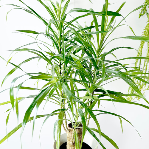 おすすめ】471. ドラセナ リフレクサ 6号鉢 観葉植物 室内 多肉植物