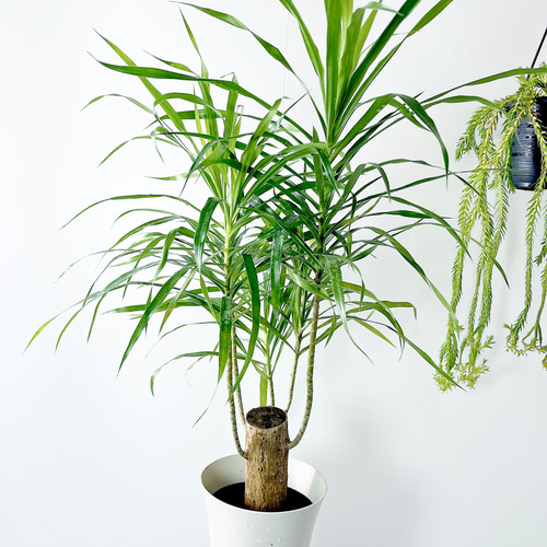 観葉植物 ドラセナ リフレクサ 7号鉢 120センチ 美形 優良株 写真現物 観葉植物 ドラセナ リフレクサ 7号鉢 120センチ 美形 優良株