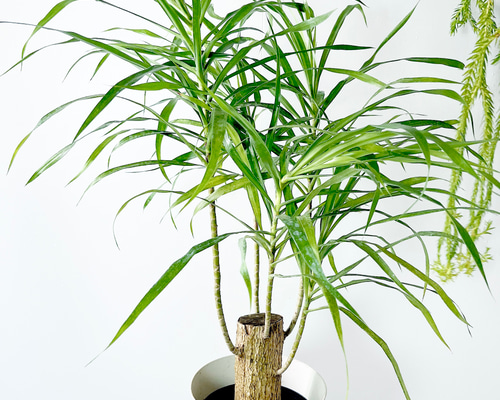 観葉植物 ドラセナ リフレクサ 7号鉢 120センチ 美形 優良株 写真現物 ドラセナ リフレクサ 20,000 ～ 29,999円｜おしゃれな観葉植物の