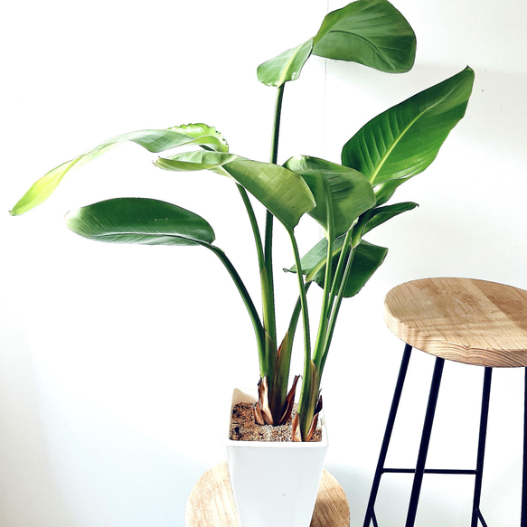美しい大葉＊ストレリチア・オーガスタ 2株植え 観葉植物 calm cafe