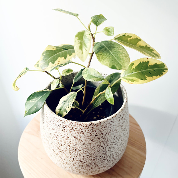希少 斑入り フランスゴム フィカス ルビキノーサ 観葉植物