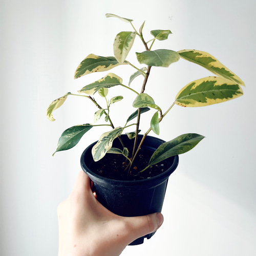 希少 斑入り フランスゴム フィカス ルビキノーサ 観葉植物