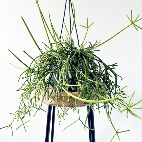 再入荷】リプサリス ヘテロクラダ 森林サボテン 観葉植物 calm