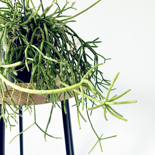 再入荷】リプサリス ヘテロクラダ 森林サボテン 観葉植物 calm