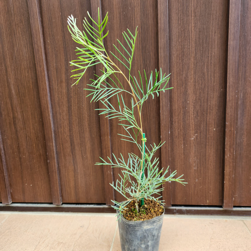 グレビレアラナマリー鉢植え苗木オージープランツレア品種