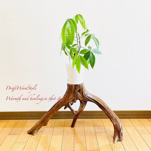流木インテリア 芸術的に伸びる木の根が美しい流木 スタンド 植物や