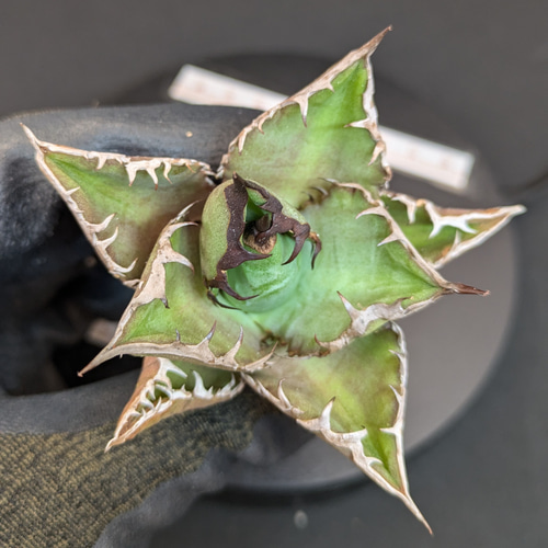 アガベ チタノタ ブラックファイヤー 黒火焔 多肉植物 SAWAFARM アガベ チタノタ ブラックファイヤー 黒火焔 多肉植物 SAWAFARM