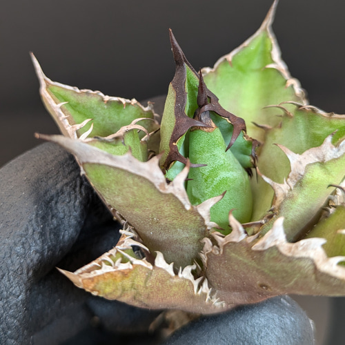 アガベ チタノタ ブラックファイヤー 黒火焔 多肉植物 SAWAFARM アガベ チタノタ ブラックファイヤー 黒火焔 多肉植物 SAWAFARM
