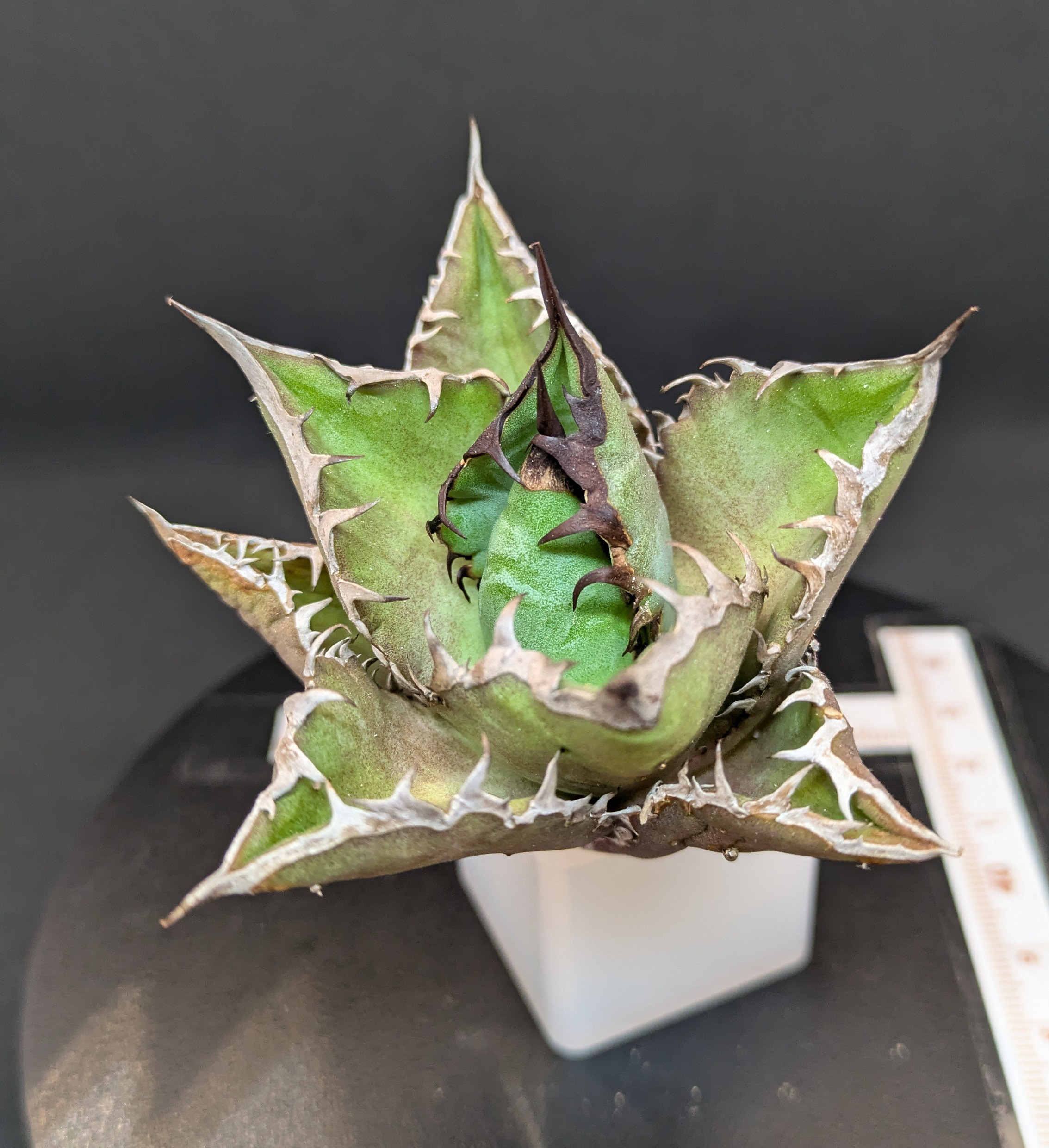 アガベ チタノタ 黒火焔 / Agave titanota 'Black Fire' #2 |