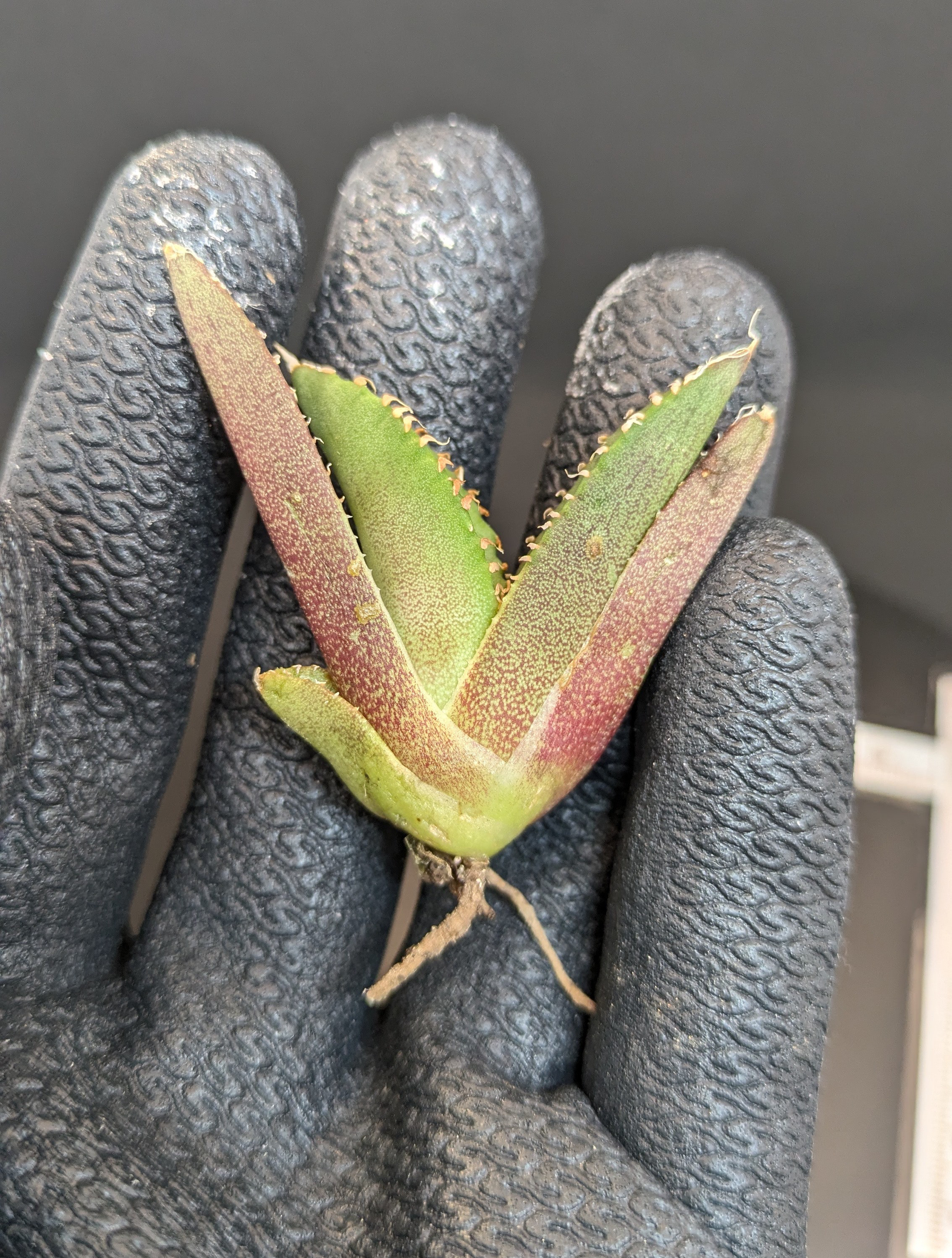 展示用】アガベ チタノタ 追星 COK CG01 TC 多肉植物 SAWAFARM 展示用】アガベ チタノタ 追星 COK CG01 TC 多肉植物 SAWAFARM