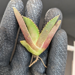 展示用】アガベ チタノタ 追星 COK CG01 TC 多肉植物 SAWAFARM【サワ