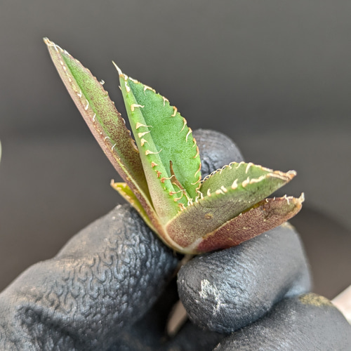 展示用】アガベ チタノタ 追星 COK CG01 TC 多肉植物 SAWAFARM【サワ